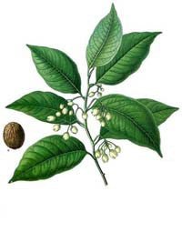 Maniguette entière - Graine de paradis (Poivre de Guinée) - Tradition Nature-Bienfaits - Utilisations