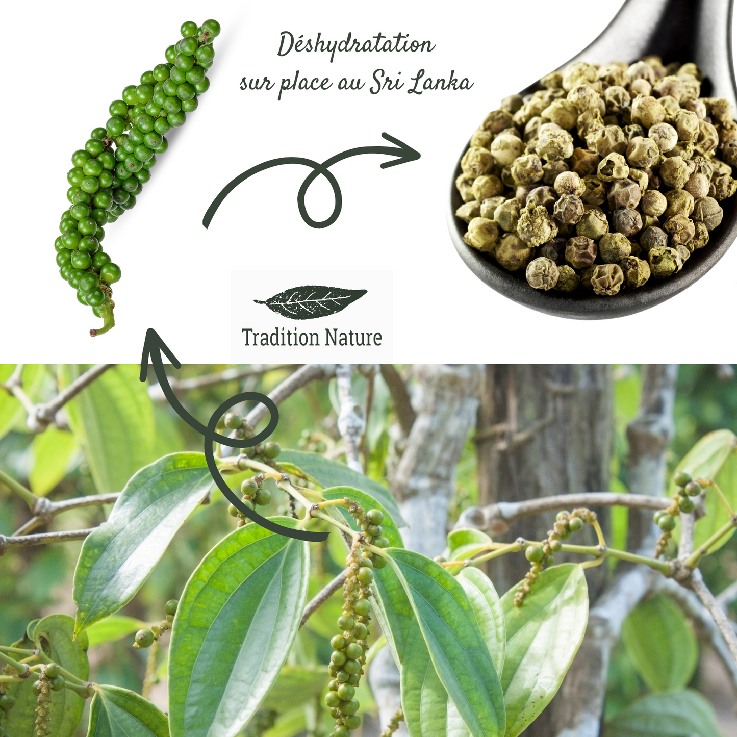 Poivre vert Sri Lanka