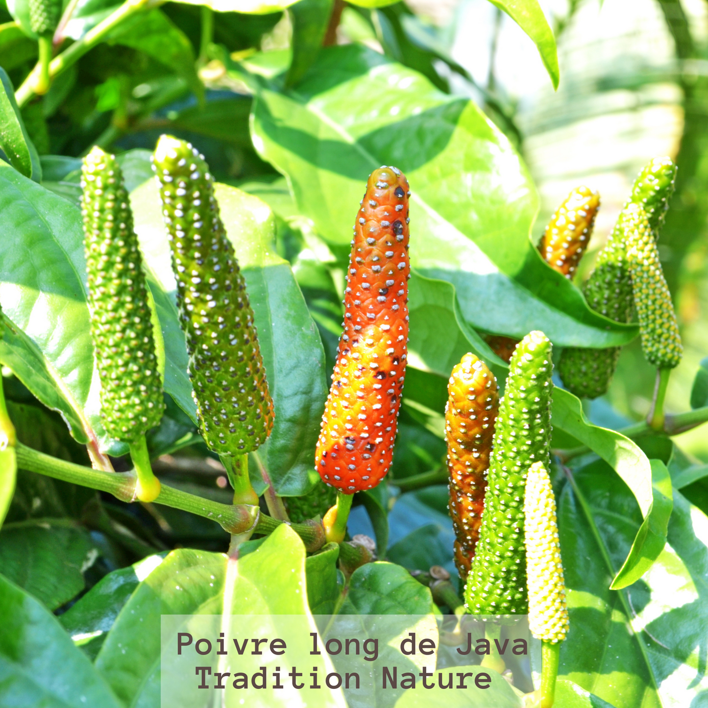 Poivre long de Java