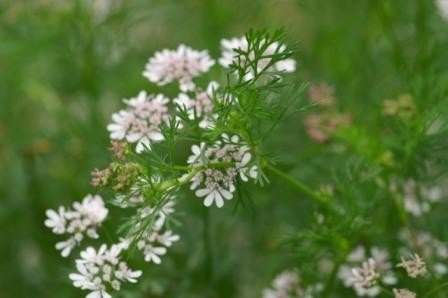Coriandre graines entières | 100 g à 1 Kg - Tradition Nature-Bienfaits - Utilisations