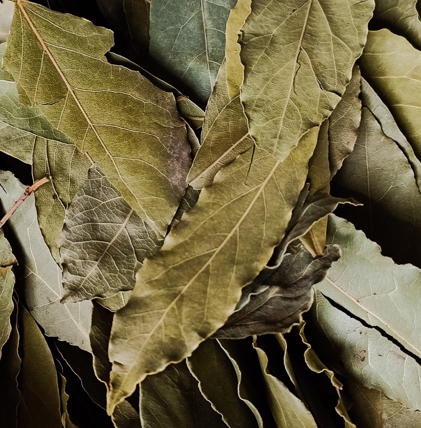 Laurier feuilles - Tradition Nature-Bienfaits - Utilisations