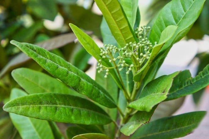 Poivre de la Jamaïque entier (piment de Jamaïque) - Tradition Nature-Bienfaits - Utilisations